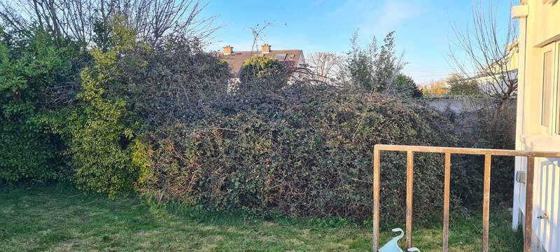 Overgrown hedge line before clearance, blocking most of the garden