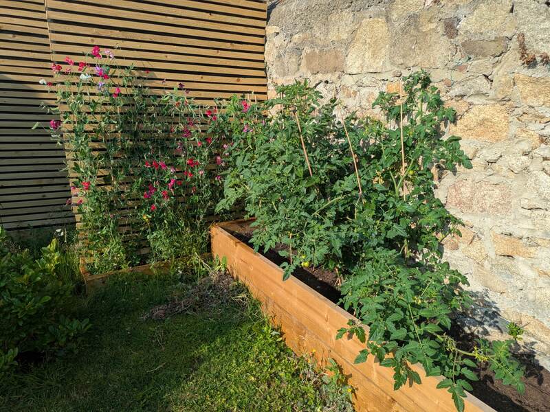 Raised beds grown in with sweet peas and tomato plants