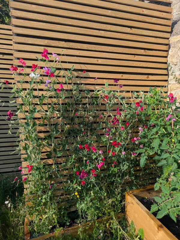 Sweet peas climbing the slatted timber screen in full bloom
