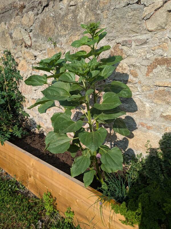 Sunflower growing in the raised bed
