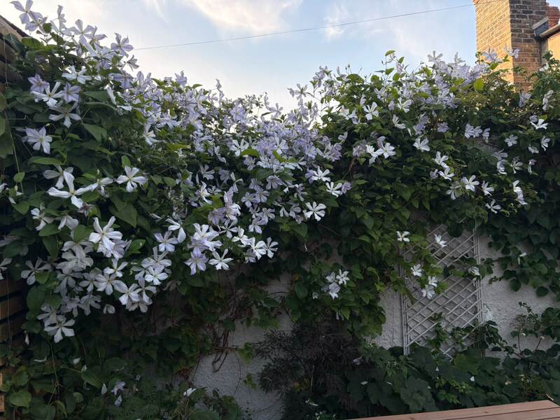 Same wall fully covered in blooming clematis